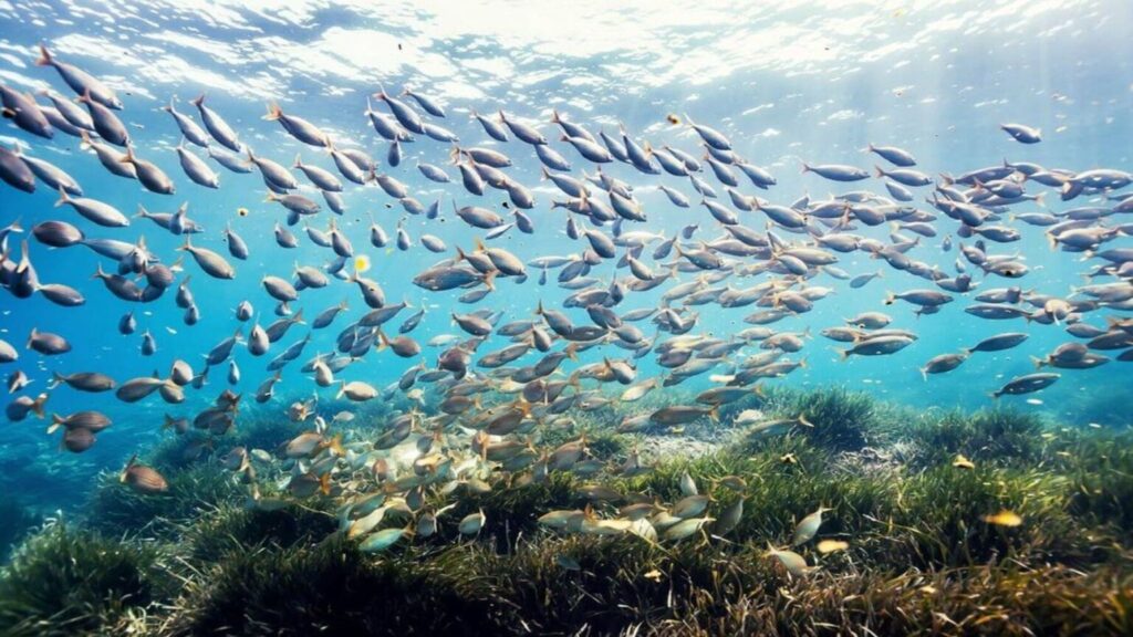 Sin relevo generacional en la pesca artesanal del Mediterráneo no hay futuro