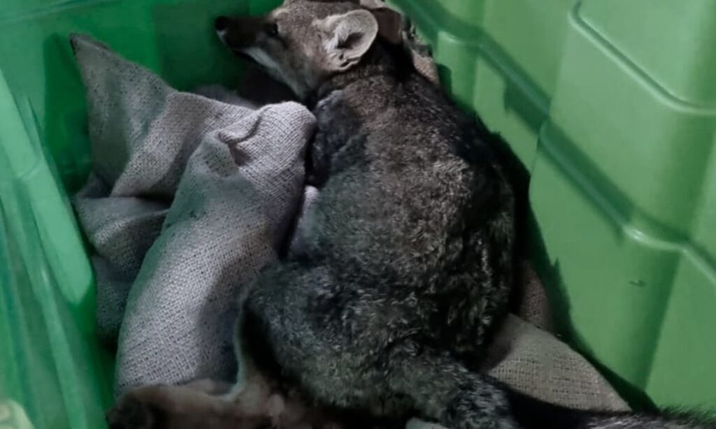 Zorro chilla muere tras ser atropellado al interior del Parque Nacional Villarrica