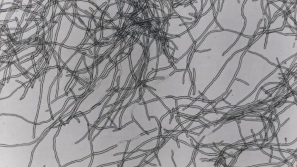 cero colesterol, todos los aminoácidos esenciales y 1.000 veces menos recursos que la carne