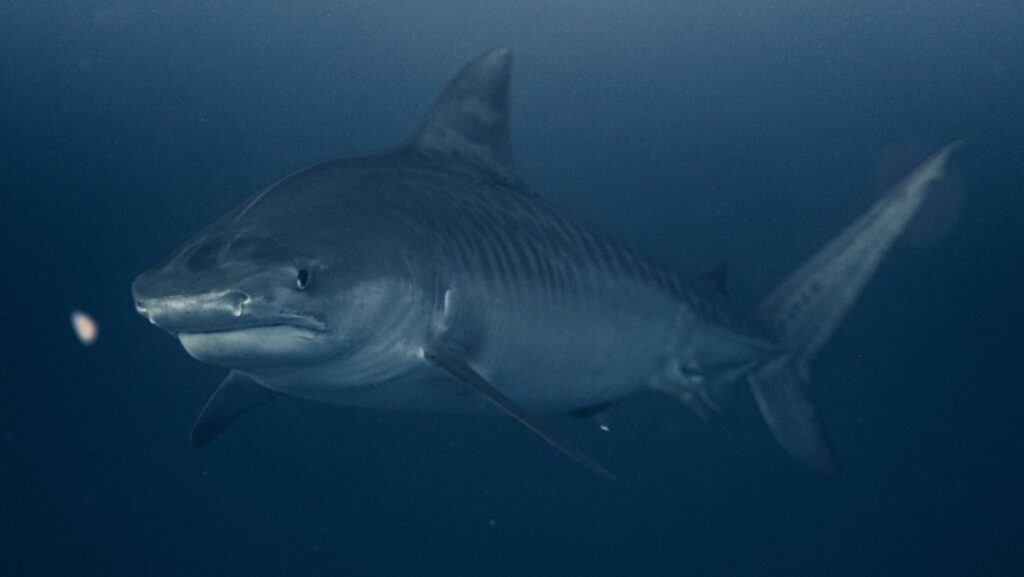 científicos confirman un nuevo registro tras décadas de escasez