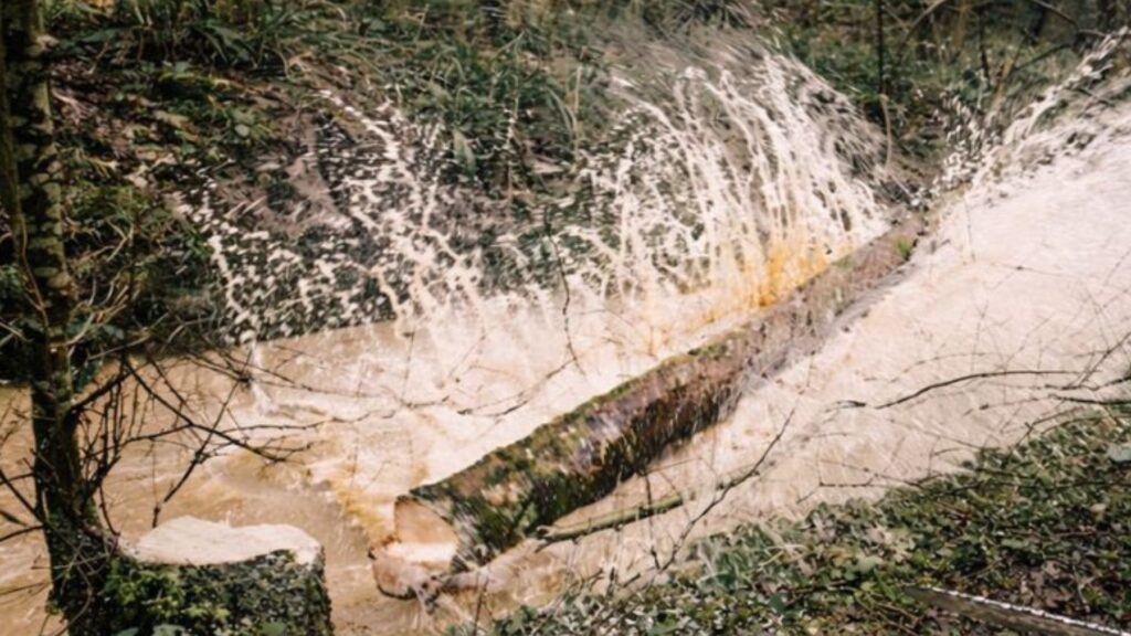 por qué talan miles de árboles sanos en este río británico