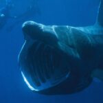 Captan a un tiburón peregrino gigante en aguas poco profundas y esta es su verdadera peligrosidad