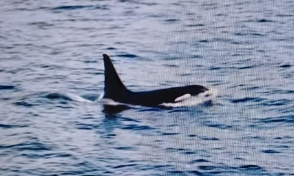 Cinco orcas fueron vistas en la costa valdiviana