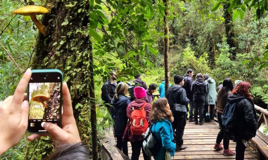 Confirman nueva edición del Festival Isla de Hongos en Castro