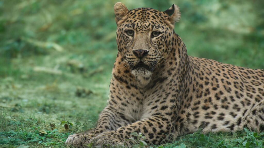 Conmoción en la biología después de que el Gobierno de Bolivia apruebe la construcción de una obra que va a poner en jaque a un santuario de jaguares