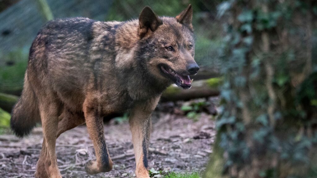 Creían que se había extinguido pero ahora hay una prueba que confirma que el lobo ibérico sigue en Andalucía
