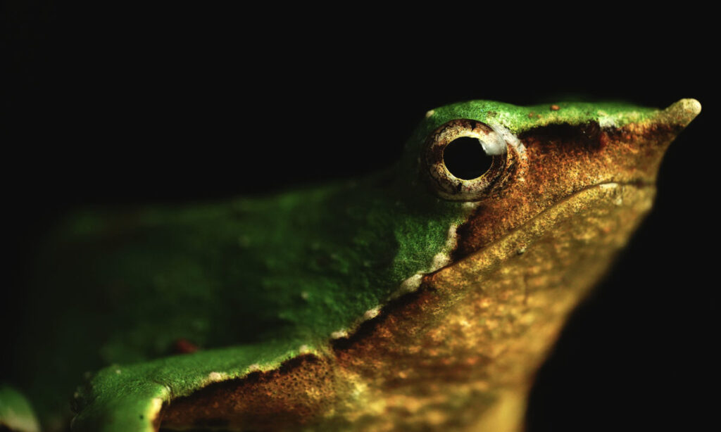 Destacan nuevos registros de ranita de Darwin en parques nacionales de Los Lagos