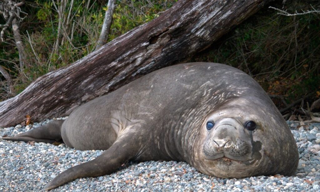 Detectan histórica presencia de elefantes marinos en Parque Laguna San Rafael