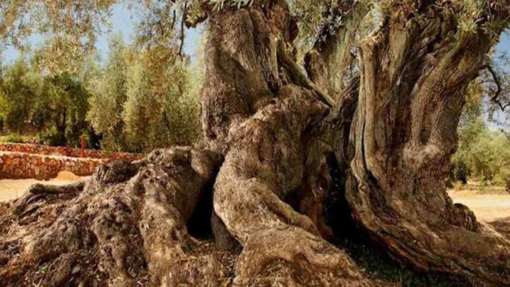 El árbol más antiguo de España es un olivo plantado hace 1.700 años por los romanos y sigue dando aceitunas