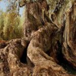 El árbol más antiguo de España es un olivo plantado hace 1.700 años por los romanos y sigue dando aceitunas