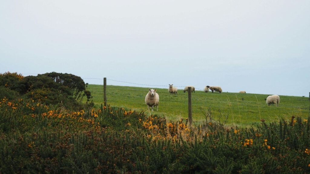 Ganadería sostenible en España experiencias agroecológicas para la transición alimentaria
