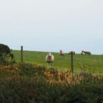 Ganadería sostenible en España experiencias agroecológicas para la transición alimentaria