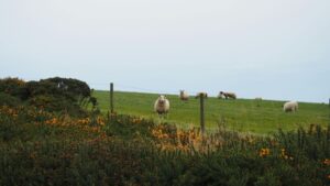 Ganadería sostenible en España experiencias agroecológicas para la transición alimentaria