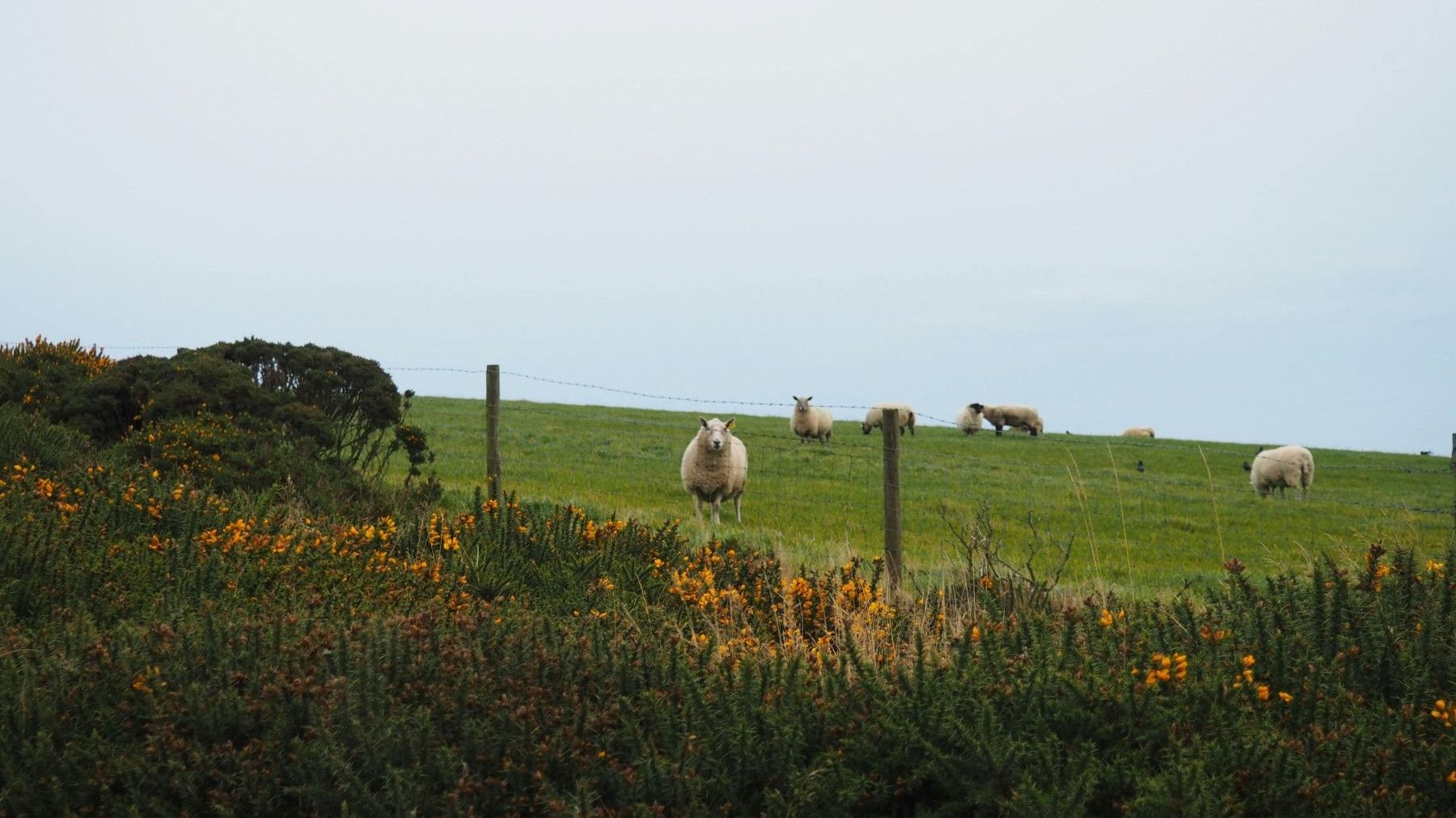 Ganadería sostenible en España experiencias agroecológicas para la transición alimentaria