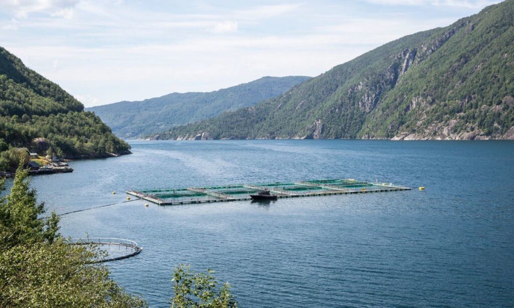 Informe denuncia pagos de salmoneras para intensificar producción en Magallanes