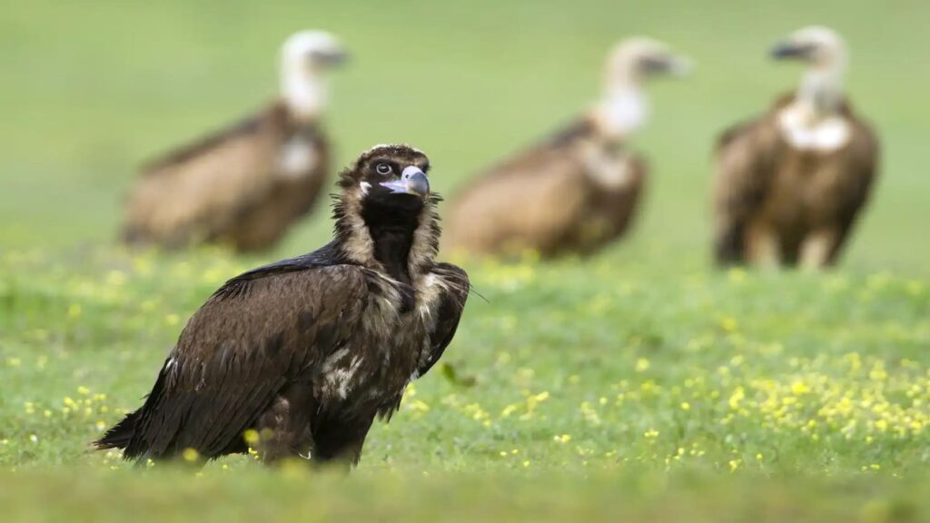 La colonia de buitres negros en los Pirineos alcanza 66 ejemplares y consolida su recuperación