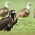 La colonia de buitres negros en los Pirineos alcanza 66 ejemplares y consolida su recuperación
