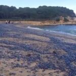 Las playas de España se han cubierto de animales que tiñen la orilla de azul y que anuncian la llegada de la primavera