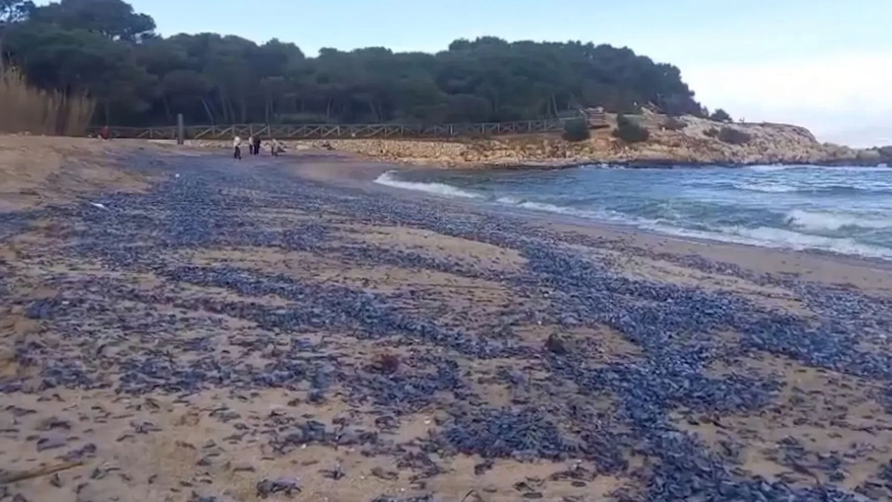 Las playas de España se han cubierto de animales que tiñen la orilla de azul y que anuncian la llegada de la primavera
