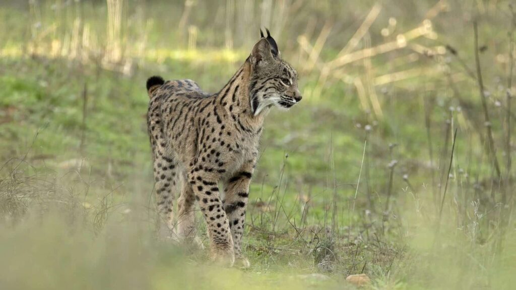 Liberan tres nuevos linces ibéricos en Cuenca y suman ya dieciocho ejemplares
