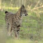 Liberan tres nuevos linces ibéricos en Cuenca y suman ya dieciocho ejemplares