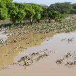 Madrid flexibiliza las ayudas de la PAC por las lluvias para facilitar los ecorregímenes