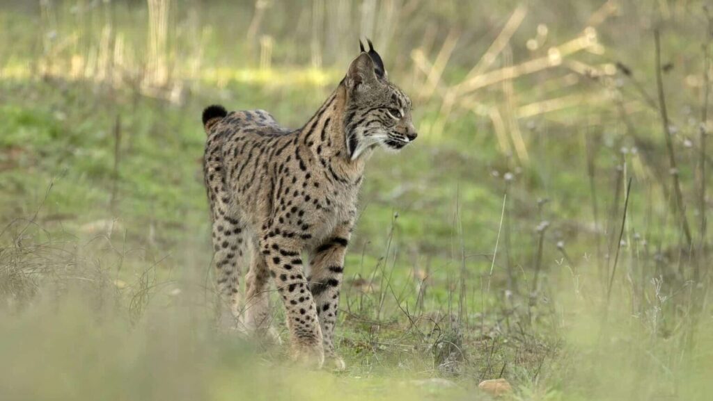Mes del Lince Ibérico en Andújar ofrece rutas y experiencias en la naturaleza