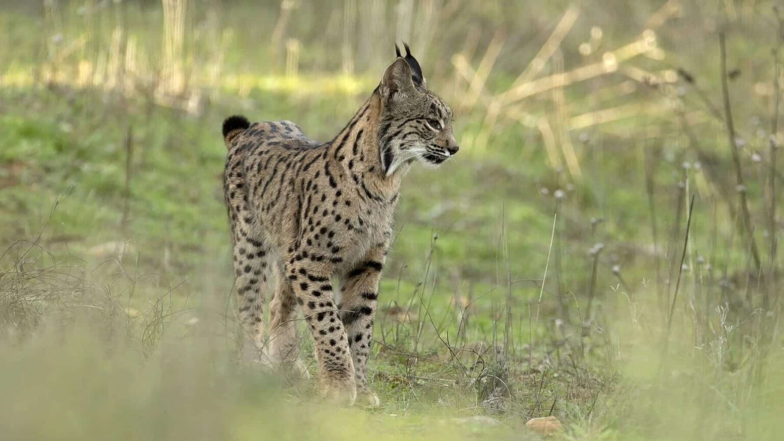 Mes del Lince Ibérico en Andújar ofrece rutas y experiencias en la naturaleza