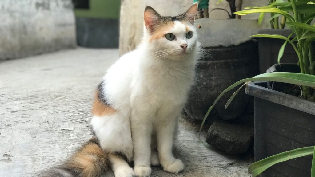 Nadie lo vio venir pero la ciencia ha descubierto por qué los gatos siempre caen de pie incluso desde más de 100 metros de altura