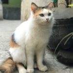 Nadie lo vio venir pero la ciencia ha descubierto por qué los gatos siempre caen de pie incluso desde más de 100 metros de altura
