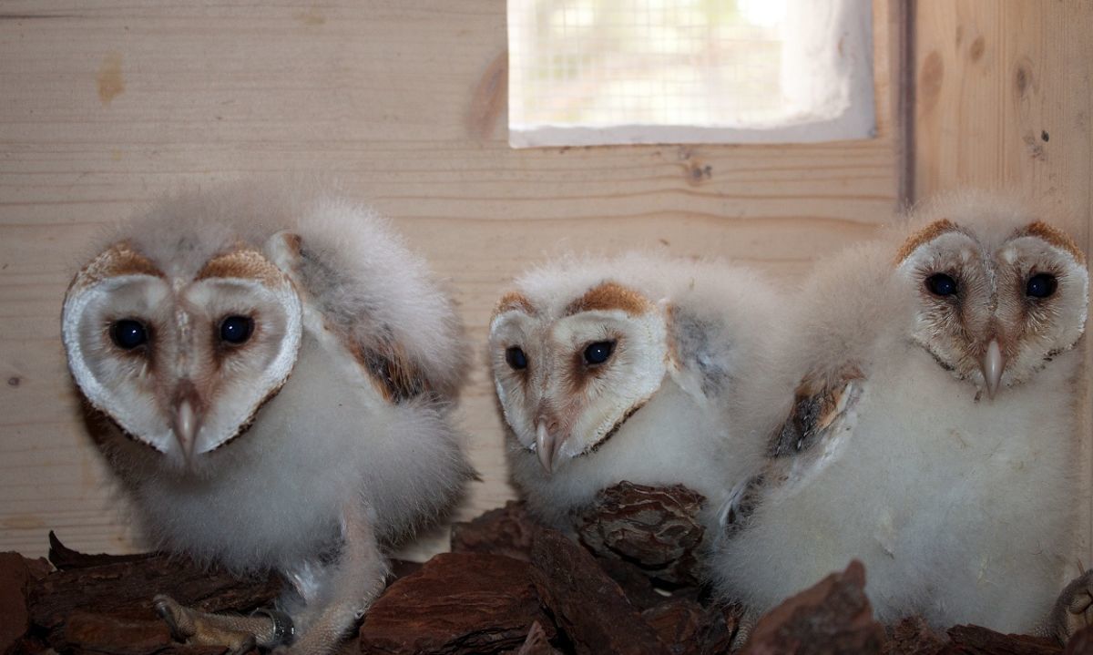 Pichones de lechuza reciben apoyo para reincorporarse a su entorno natural