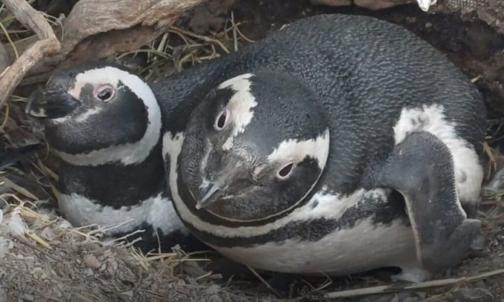 "Pingüinos: Evolución y Supervivencia" Documental recorre la patagonia con los ojos de un pingüino