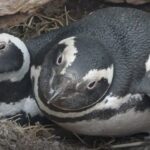 “Pingüinos: Evolución y Supervivencia” Documental recorre la patagonia con los ojos de un pingüino