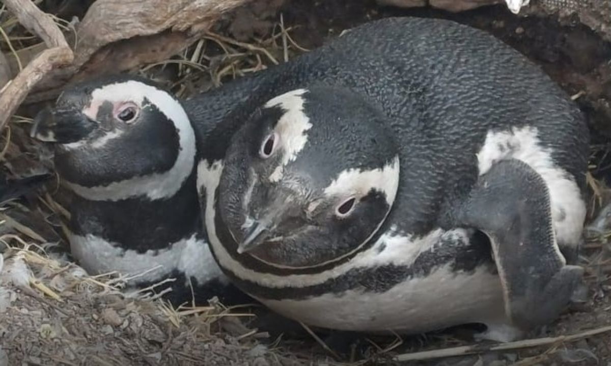 “Pingüinos: Evolución y Supervivencia” Documental recorre la patagonia con los ojos de un pingüino