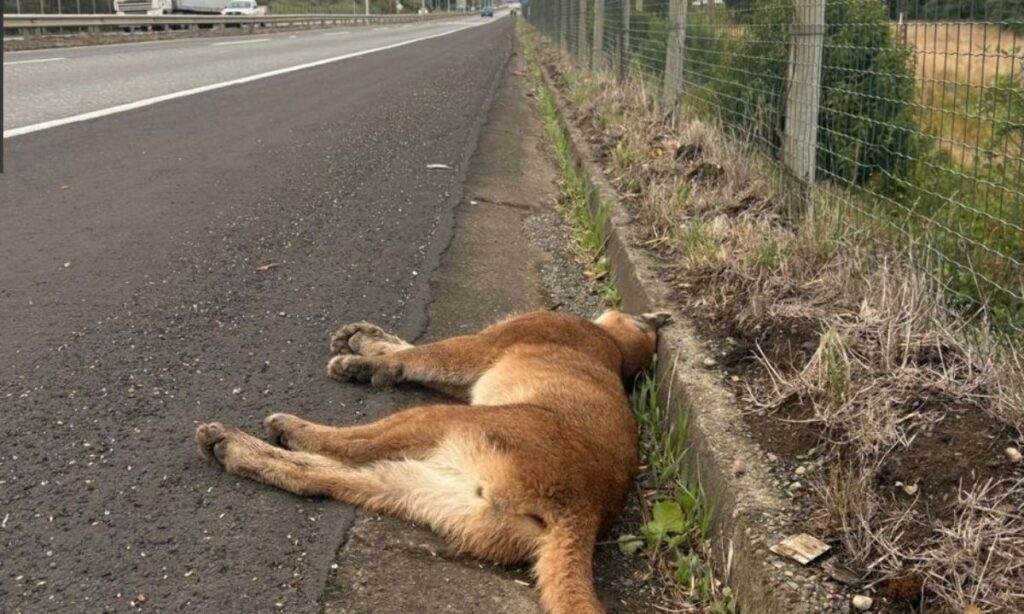 Puma muere atropellado en la Ruta 5 Sur