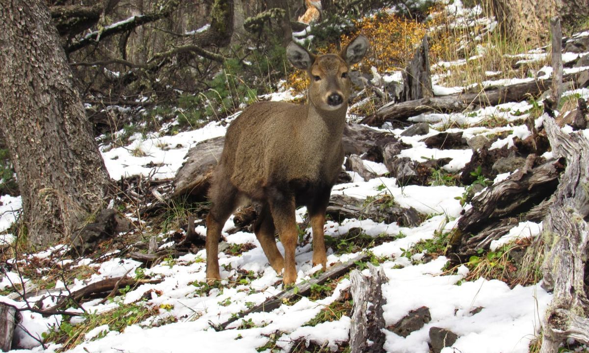 Senda del Huemul 2026 refuerza compromiso por la conservación en Parque Cerro Castillo