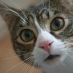 Tu gato no tira las cosas de tu casa por diversión, lo hace por una razón biológica y en el fondo es entrañable