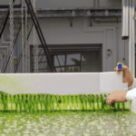 Valorización de residuos de fruta con microalgas convierte desperdicios en energía renovable