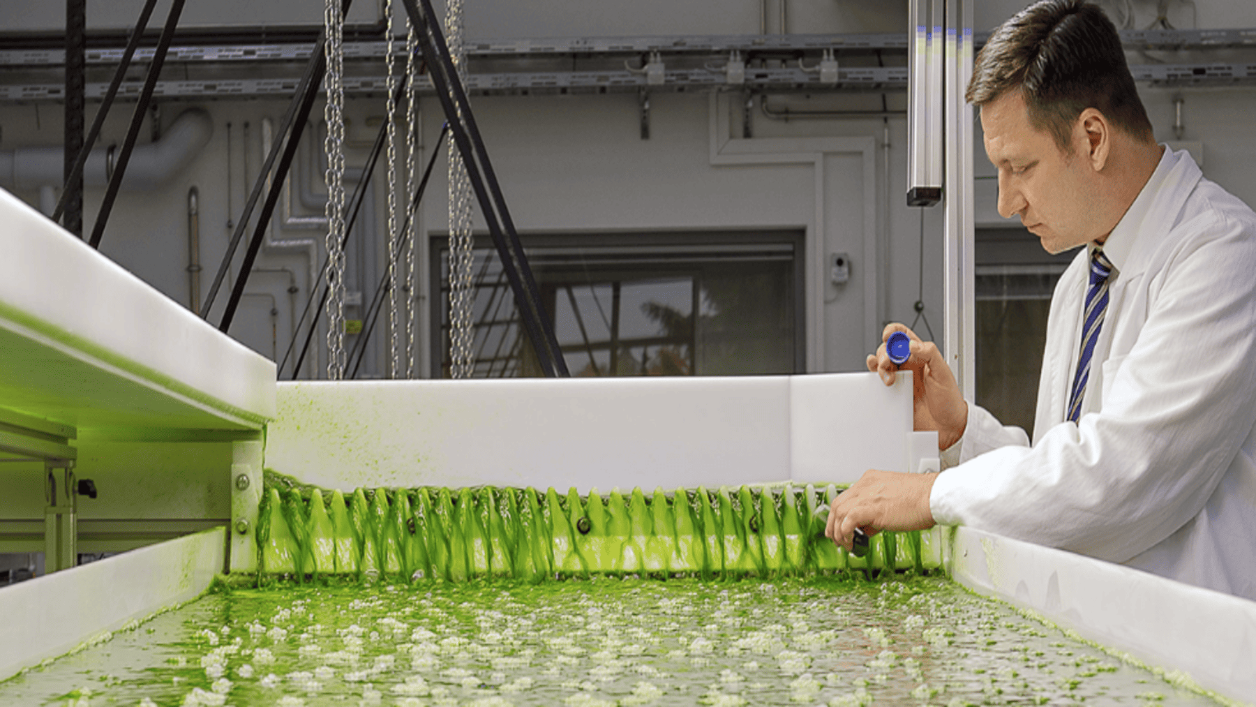 Valorización de residuos de fruta con microalgas convierte desperdicios en energía renovable