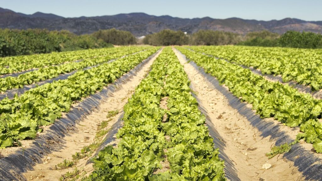 alertan sobre plomo y cadmio en lechugas