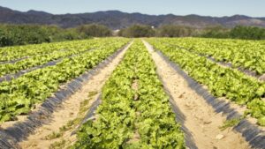 Metales pesados en el Campo de Cartagena: alertan sobre plomo y cadmio en lechugas