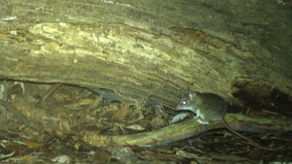 cámaras de seguimiento captan imágenes muy extrañas de marsupiales en peligro de extinción