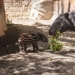 Nace en España un animal que estaba a punto de extinguirse y los científicos estallan de emoción: llevaban más de 20 años luchando por esta especie