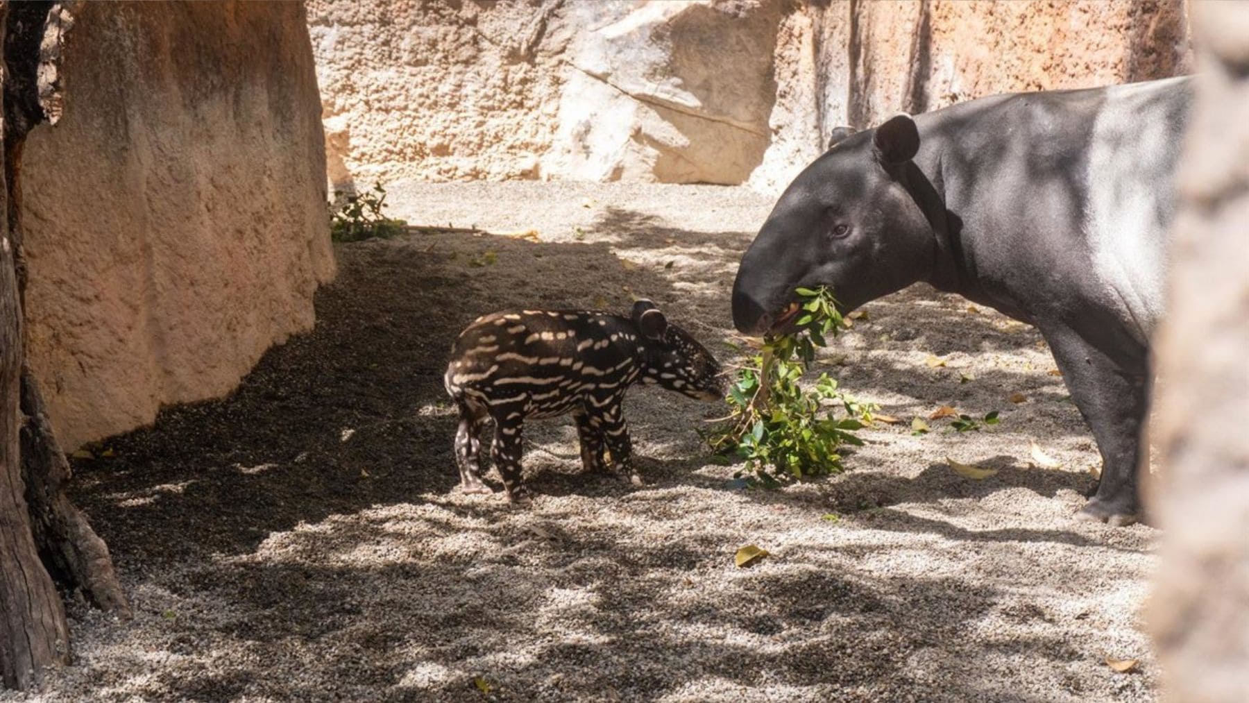Nace en España un animal que estaba a punto de extinguirse y los científicos estallan de emoción: llevaban más de 20 años luchando por esta especie