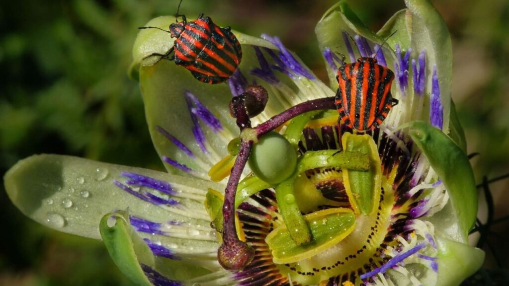los insectos han mutado para sobrevivir al calor pero no ha sido suficiente y ahora están en serio peligro por estrés