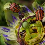 los insectos han mutado para sobrevivir al calor pero no ha sido suficiente y ahora están en serio peligro por estrés