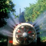 naranjas, limones y mandarinas presentan sustancias tóxicas