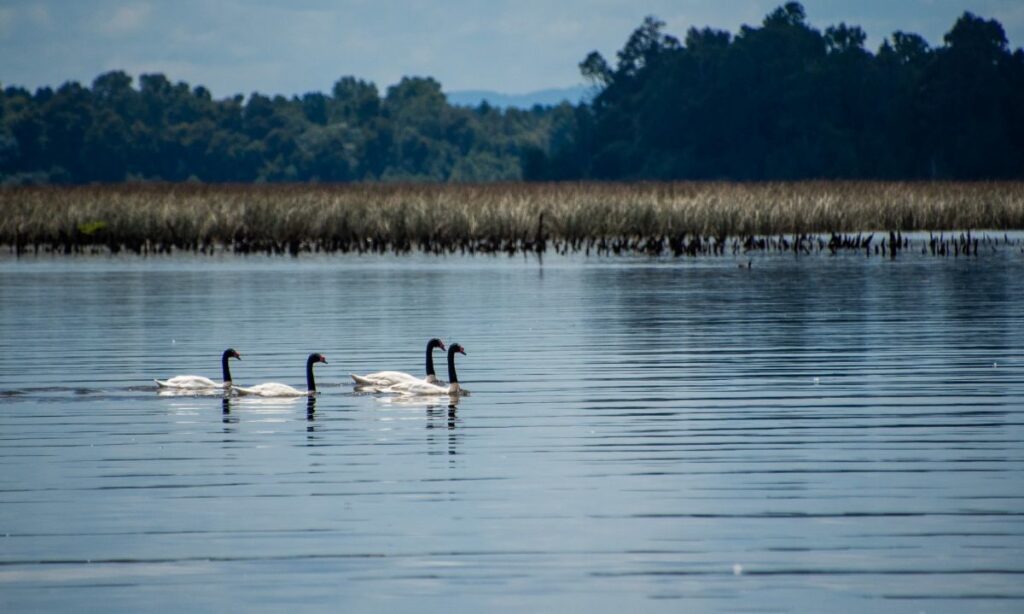 Abren inscripciones a primera Escuela de Liderazgo Ambiental Comunitaria de Valdivia