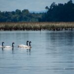 Abren inscripciones a primera Escuela de Liderazgo Ambiental Comunitaria de Valdivia
