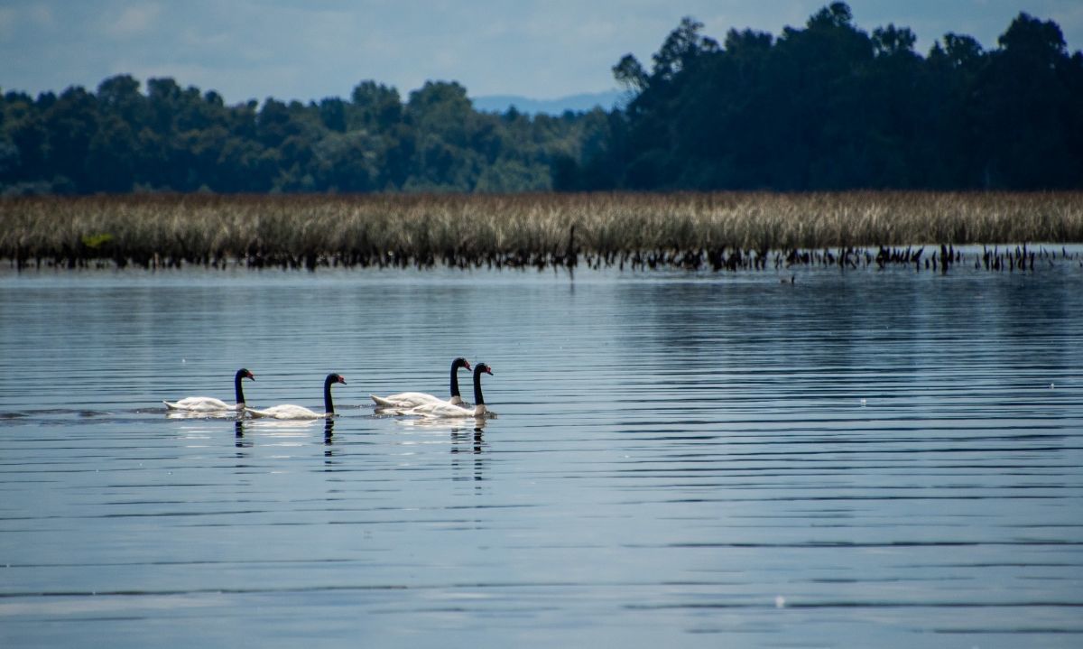 Abren inscripciones a primera Escuela de Liderazgo Ambiental Comunitaria de Valdivia